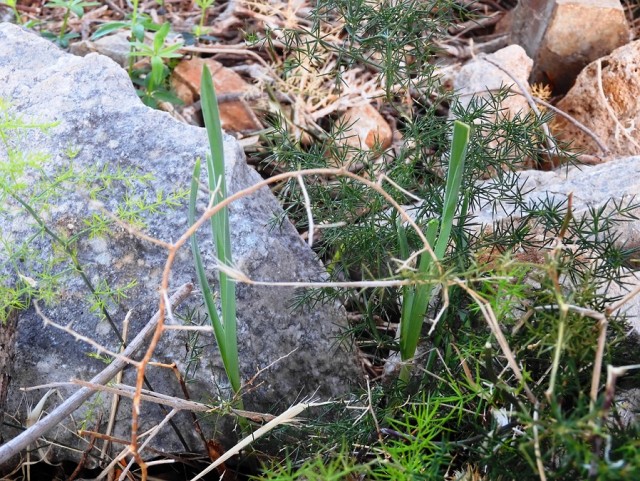 Мясо (не) по-французски