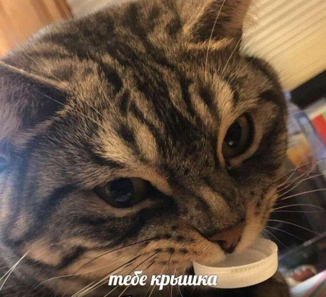 Котомемы