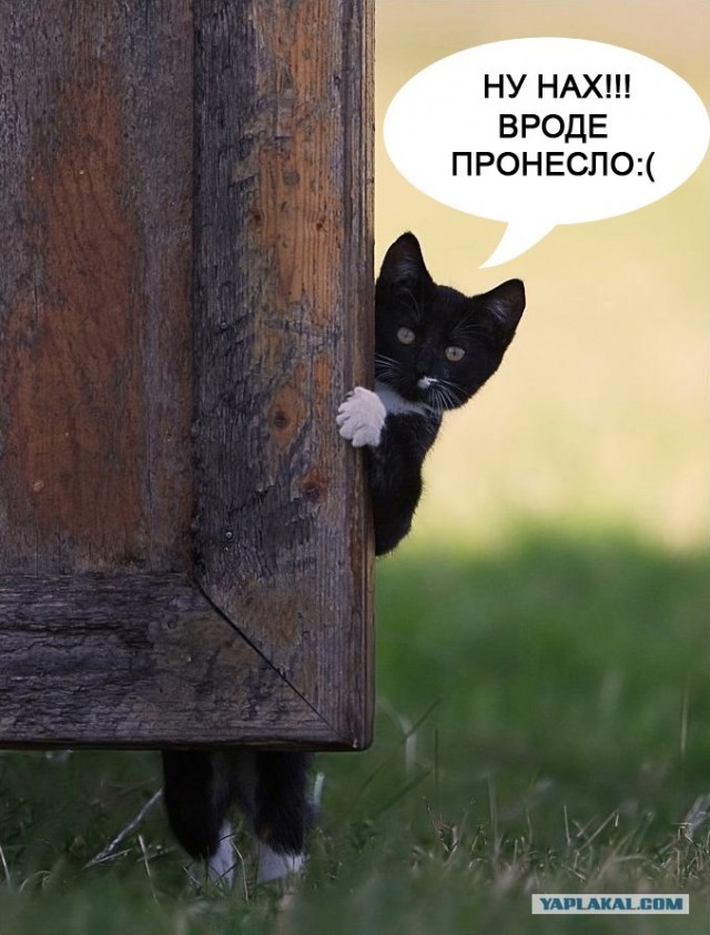 Фотожаба: Кот-ниндзя