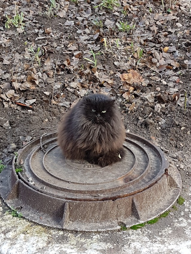 Как спят кошки