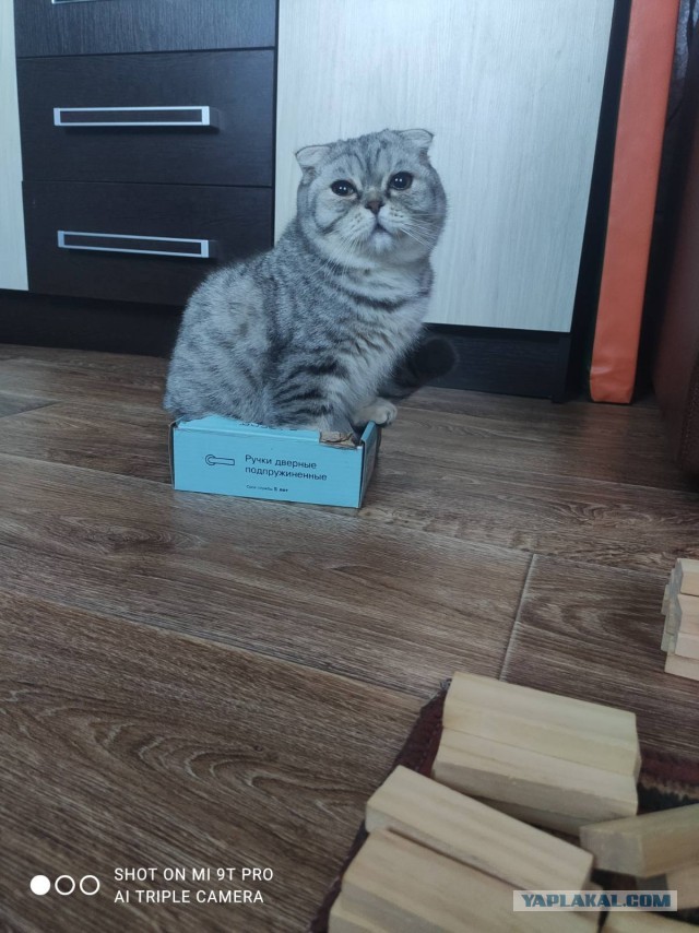 Как наказать эту усатую морду?