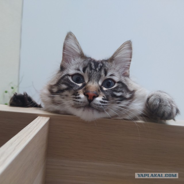 Вторник. Кото-вторник...