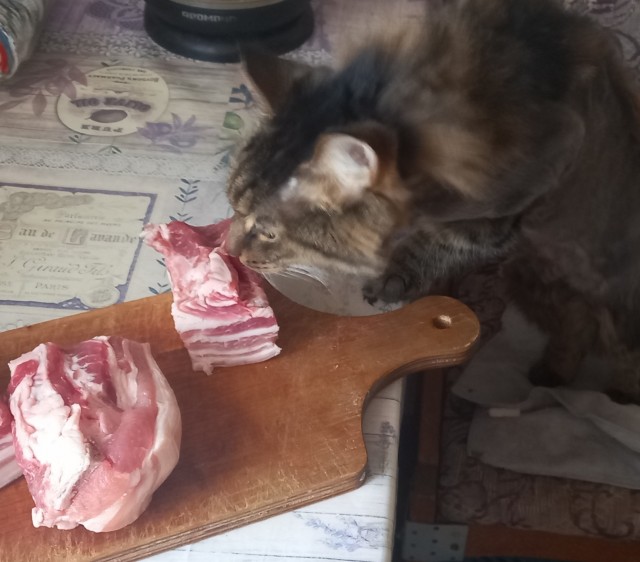 Котовторник