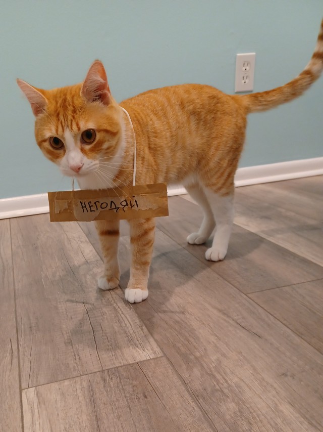Котовторнику быть