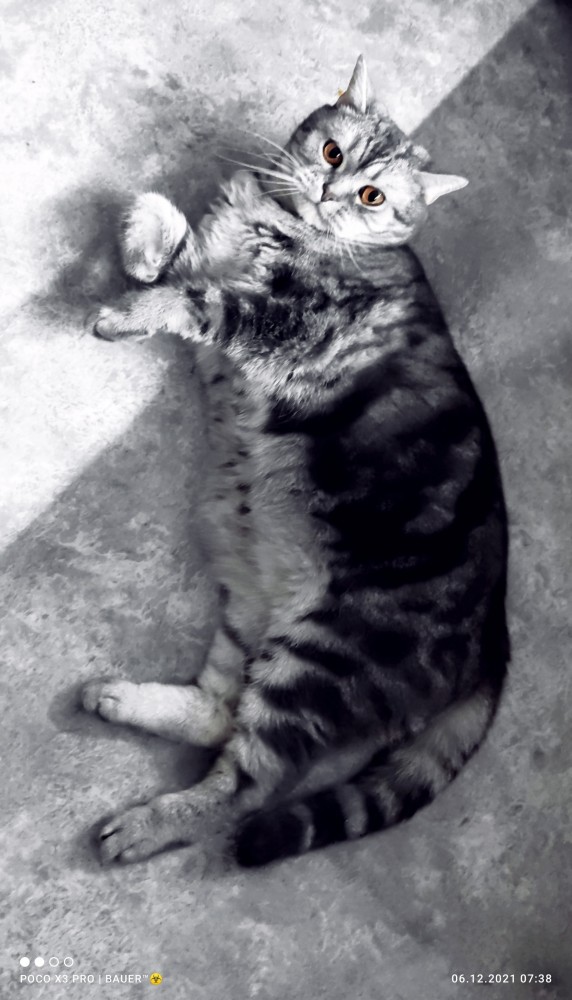 Котовторник так котовторник