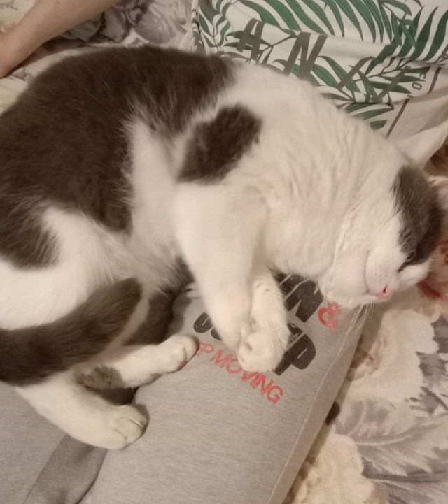 Тот самый отец, который "никаких животных в моём доме!"