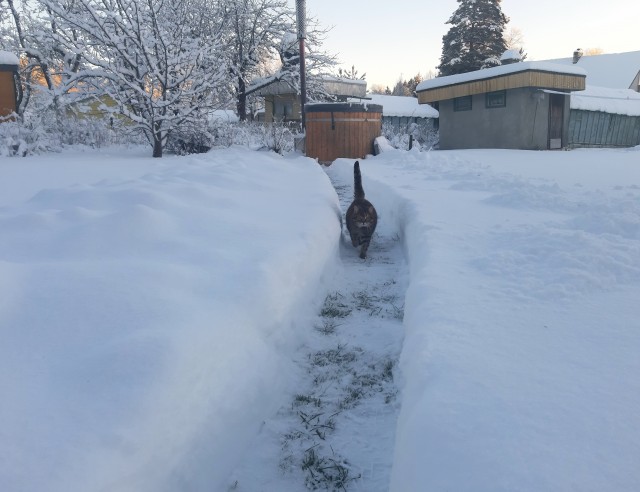 Котовторник 11.01.22