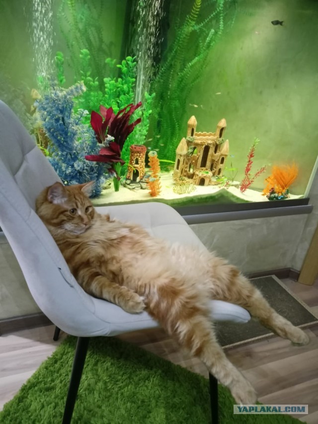 А что это мы котовторник не начинаем? Время пришло!