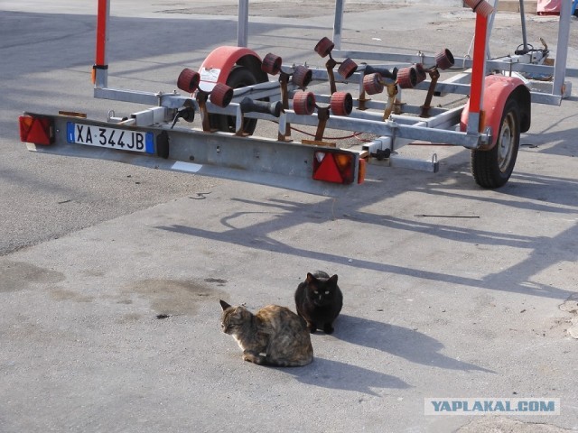 Не буду я ждать котовторника!
