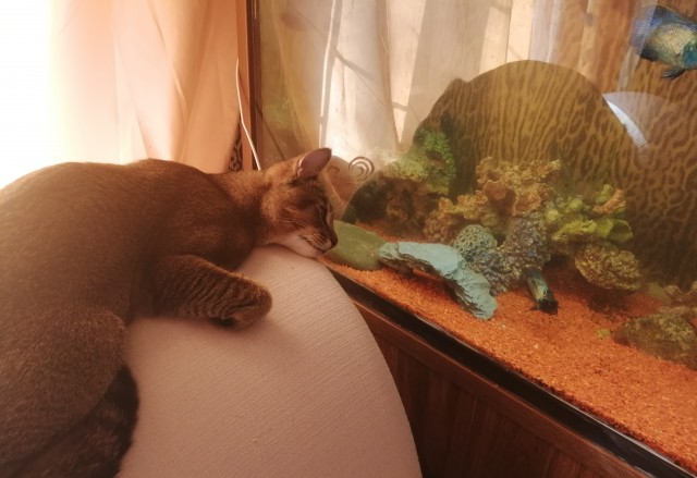 А это мой котан к котовторнику