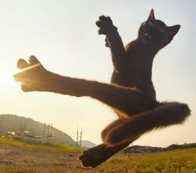 Котодзюцу
