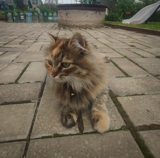 И снова день кошачий!
