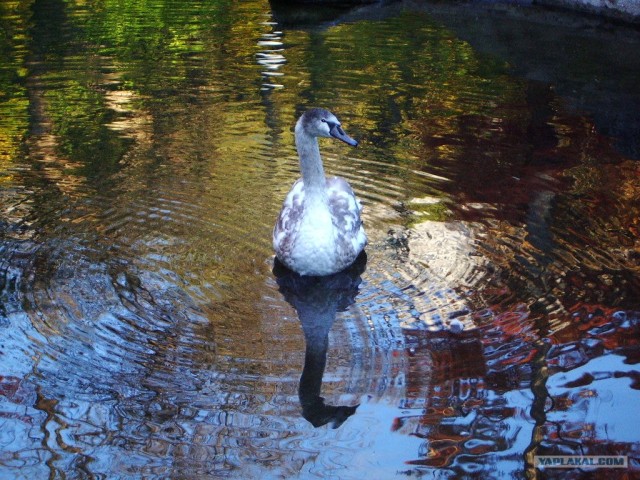 Южный берег Крыма