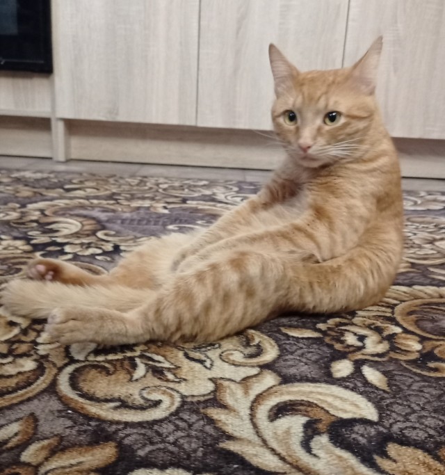 Котовторник 18.10.22