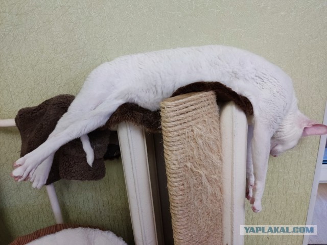 Сегодня всемирный день кошек!