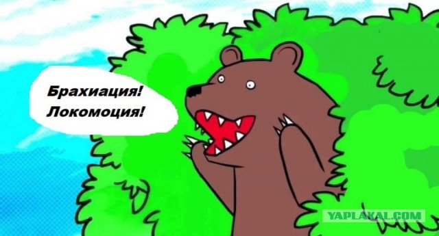 Гиббоны сцуко быстрые!
