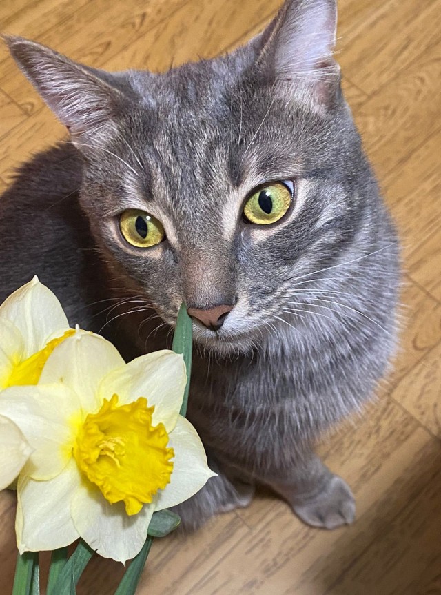 Котовторник