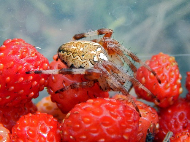 Уральское лето моими глазами
