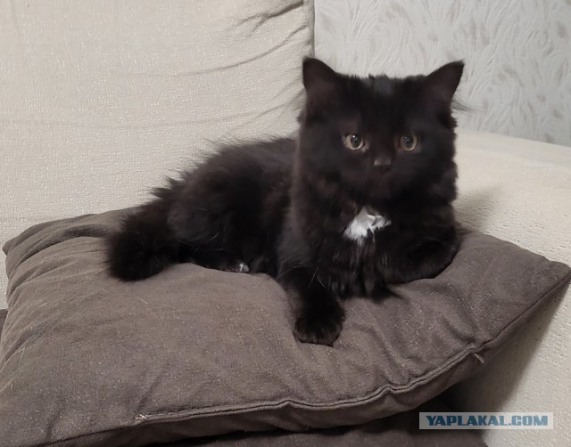 К - Котовторник ☺ Пополнение