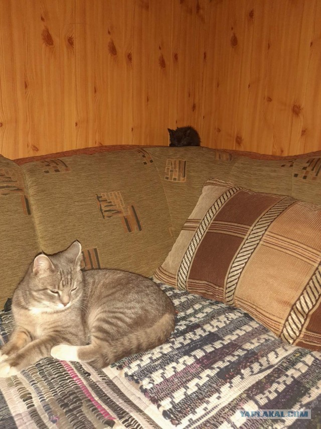 Котофей привел кента с улицы