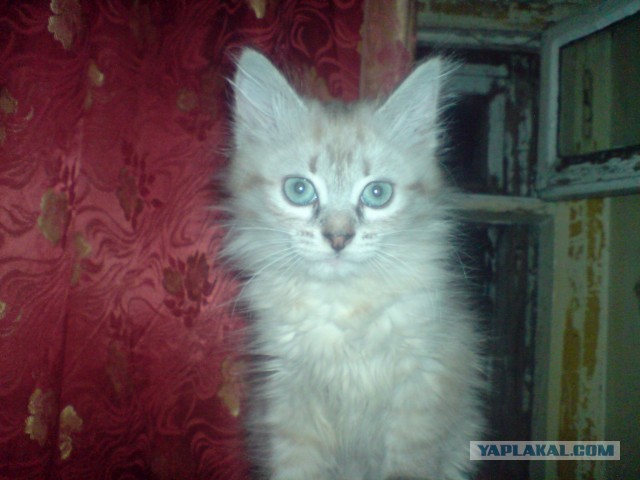 Котовторник 30.04.2013