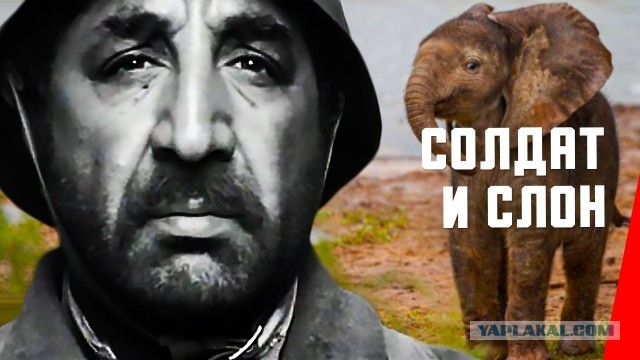 Весела ферма: размышления о покупке оленя