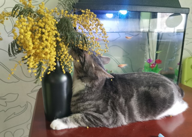 А в следующей жизни я хотел бы быть котом