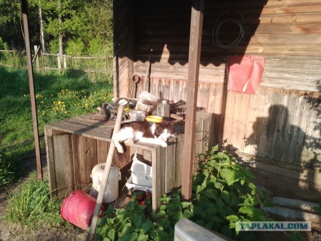 Жизнь домашнего приюта для котеек 494