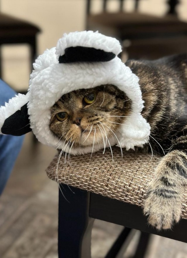 Котовторник в картинках