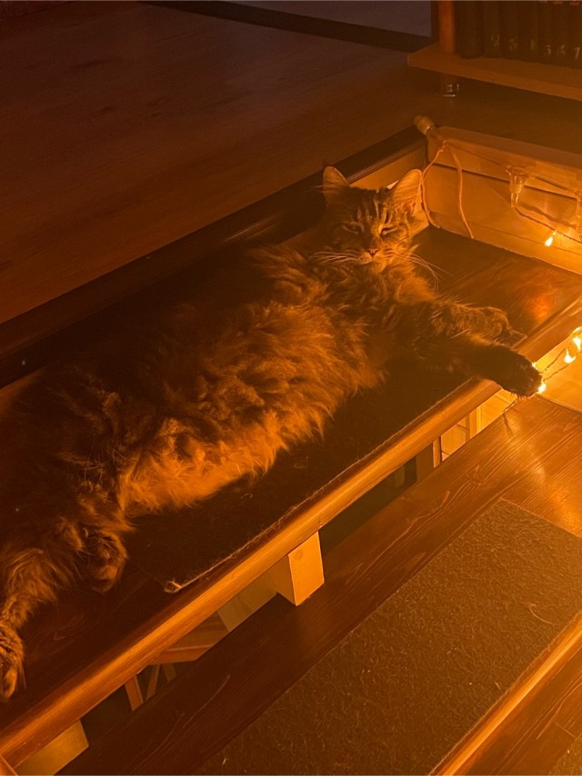 10 самых крупных пород домашних кошек: ласковые гиганты