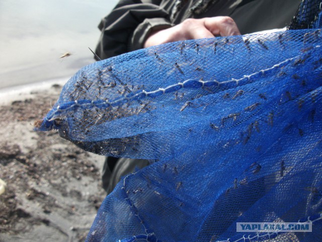 Комариный геноцид