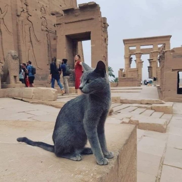 Кошки на развалинах города Помпеи