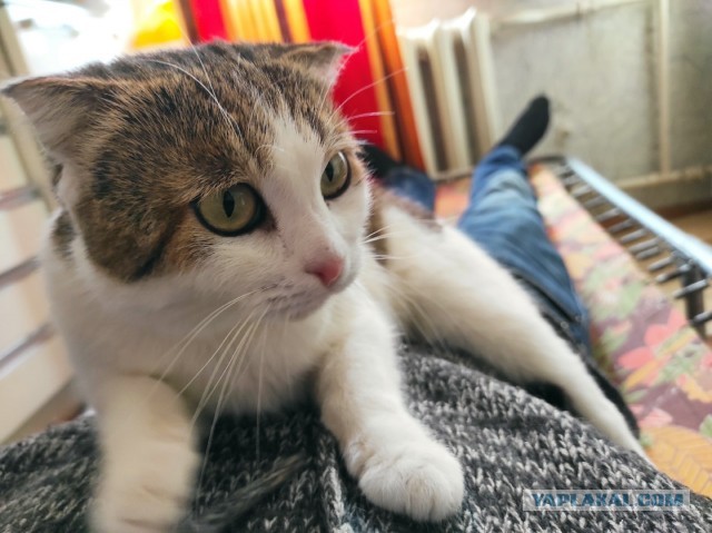 Поверья о кошках