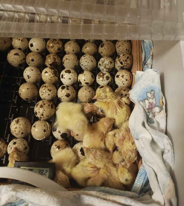 А у нас сегодня кошка родила....