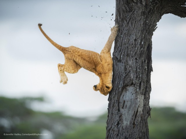 Самые смешные коты и кошки за всю историю комичного конкурса Comedy Wildlife Photography Awards