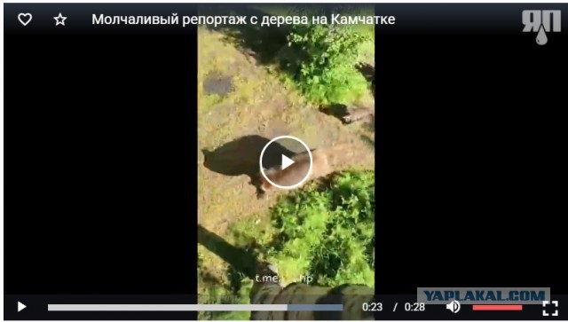 Молчаливый репортаж с дерева на Камчатке