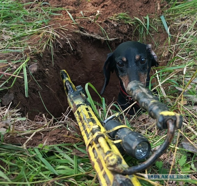 Мелкие собаки