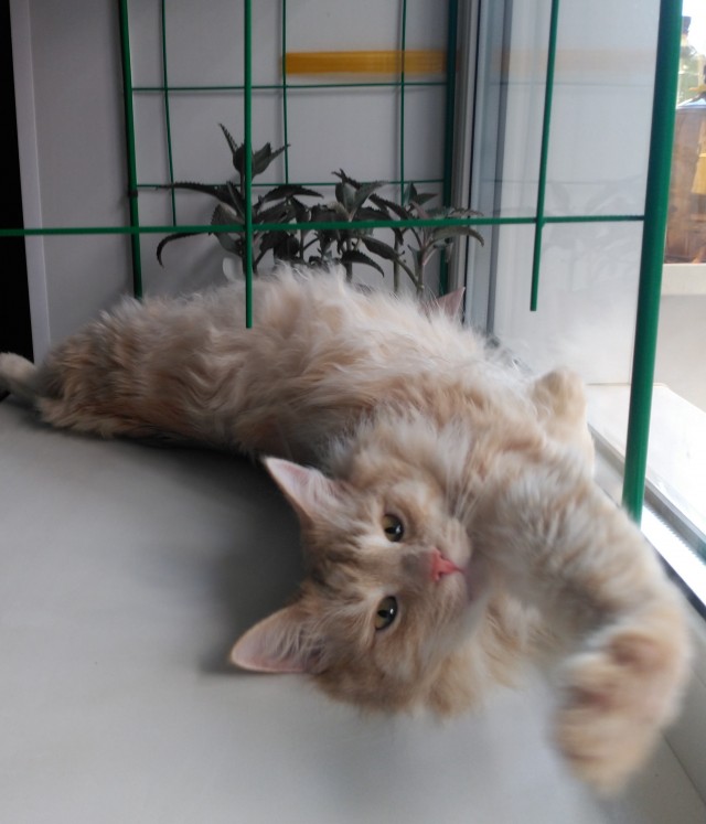 Осенний кот