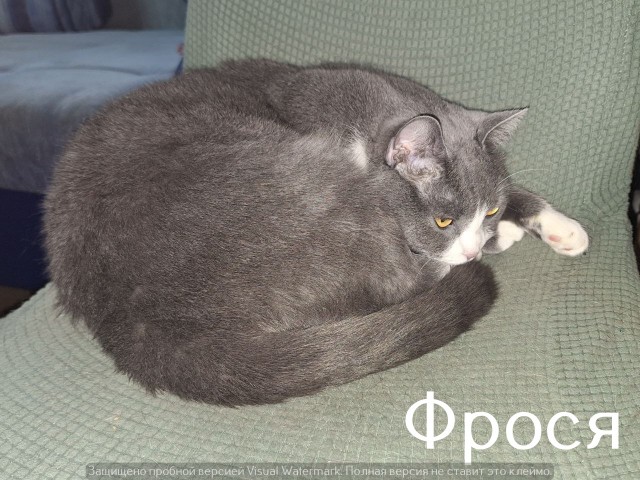 Жизнь домашнего приюта "Котоленд" 524. Нам сегодня 10 лет!