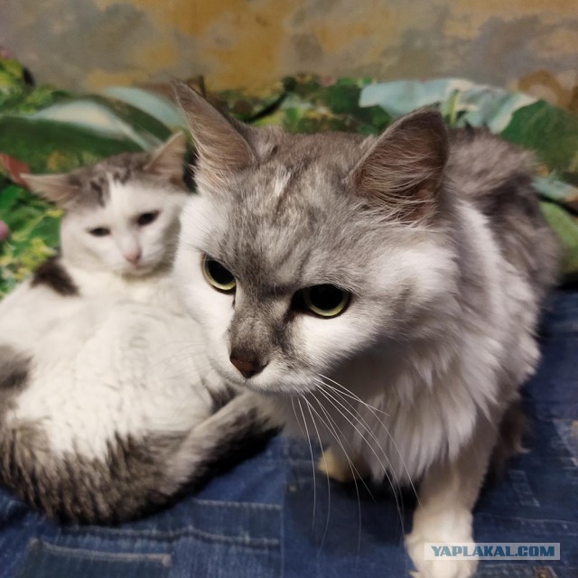 Новые жильцы
