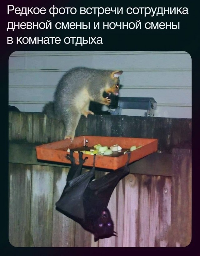 Картиночки, баянчики 20 января