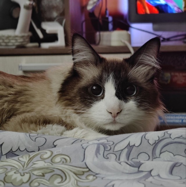А котовторник уже пришёл?