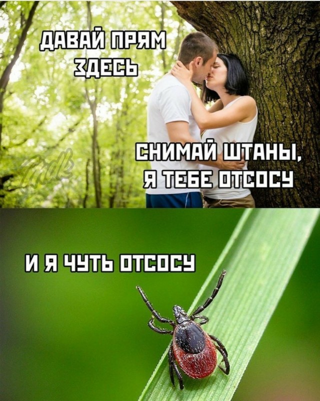 В средней полосе России начался пик активности клещей