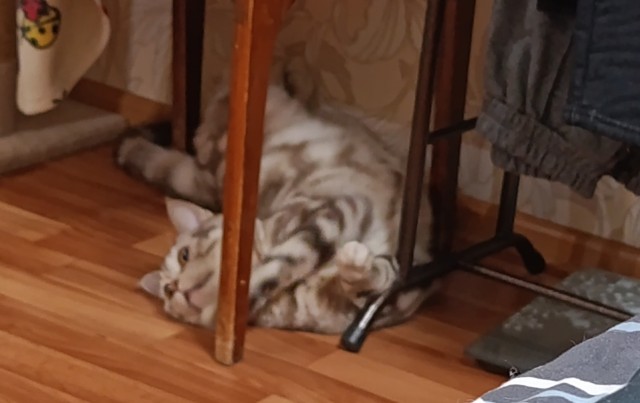 Мой Мурзик ушёл на радугу.