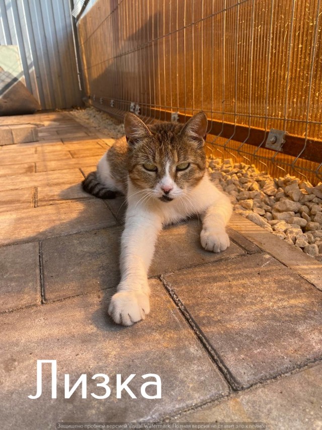 Жизнь домашнего приюта "Котоленд" 559