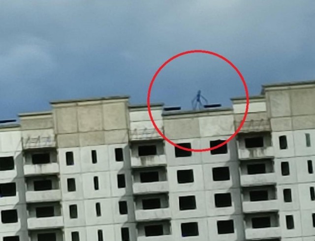 В Московской области неизвестный хищник загрыз трёх баранов
