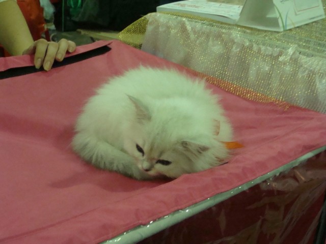 Выставка кошек. Котовторник