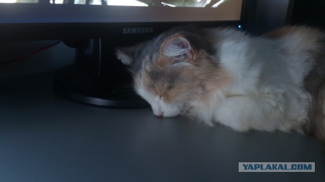 Котовторник   17.12.2013