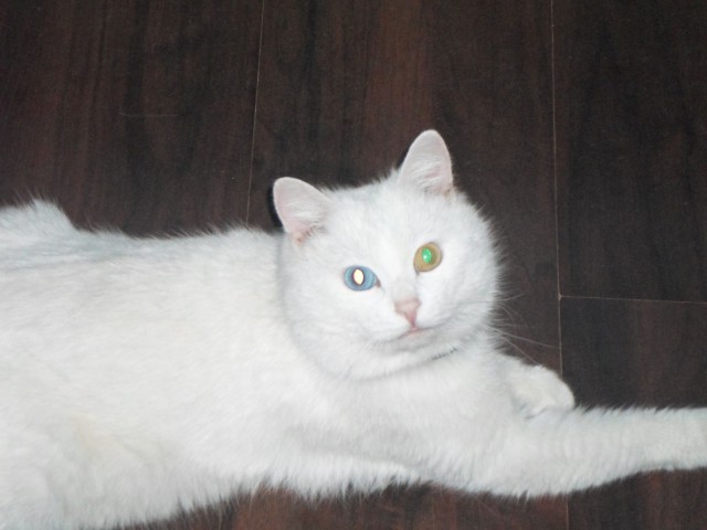 Котовторник 04.03.2014