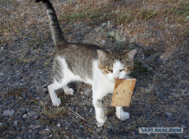 Котовторник 18.03.2014